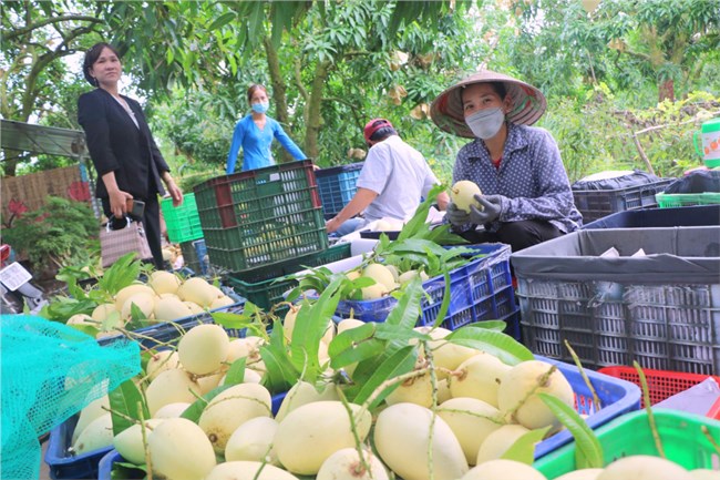 Đồng Tháp phấn đấu đến 2025 có trên 500 ha cây ăn trái trồng hữu cơ (18/7/2023)